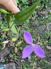 Arthrostemma ciliatum