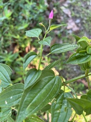 Arthrostemma ciliatum