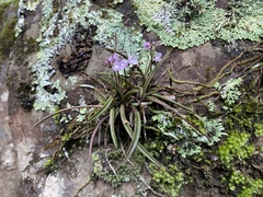Sarcochilus ceciliae