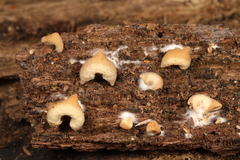 Crepidotus malachius