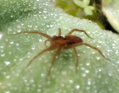 Dolomedes triton
