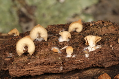 Crepidotus malachius