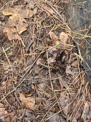 Ambystoma macrodactylum macrodactylum