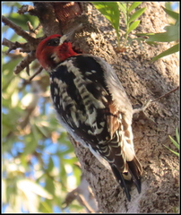 Sphyrapicus ruber × nuchalis
