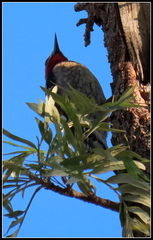 Sphyrapicus ruber × nuchalis