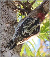 Sphyrapicus ruber × nuchalis