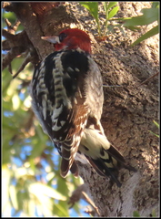 Sphyrapicus ruber × nuchalis