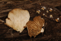 Crepidotus malachius