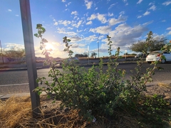 Sphaeralcea coulteri