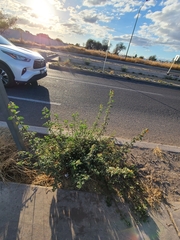 Sphaeralcea coulteri
