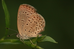 Zizeeria knysna