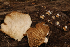 Crepidotus malachius