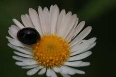 Chilocorus nigritus