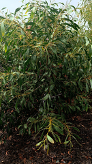 Acacia pycnantha