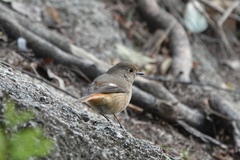 Phoenicurus auroreus