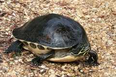 Pseudemys