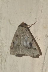 Deinopa signiplena