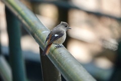 Phoenicurus auroreus