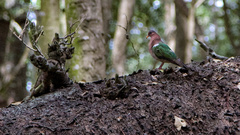 Chalcophaps longirostris