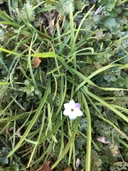 Ipheion uniflorum
