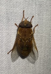 Tabanidae