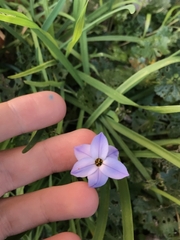 Ipheion uniflorum