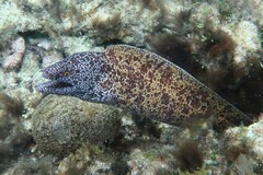 Gymnothorax annasona