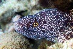 Gymnothorax annasona