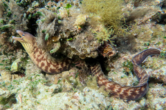 Gymnothorax nubilus