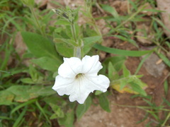 Petunia axillaris