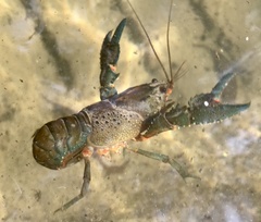 Euastacus yanga