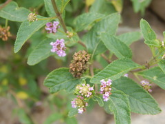 Lippia junelliana