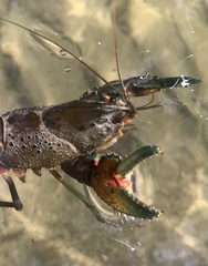 Euastacus yanga