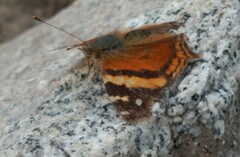 Hypanartia bella