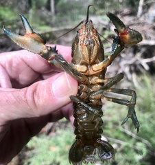 Euastacus yanga