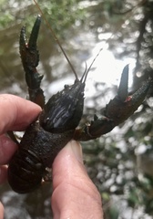 Euastacus yanga
