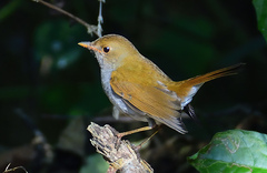Catharus aurantiirostris
