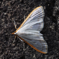 Palpita nigropunctalis