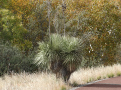 Yucca elata