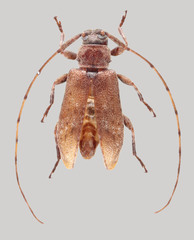 Sternidius misellus