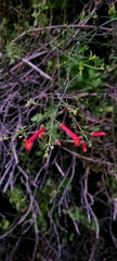 Gambelia juncea