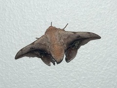 Gonogramma beta