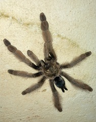 Psalmopoeus pulcher