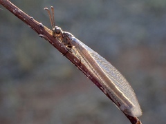 Myrmeleon acer