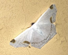 Sericoptera area