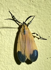 Correbidia elegans