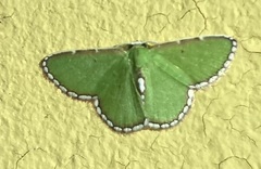 Synchlora pulchrifimbria