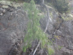 Cupressus nootkatensis