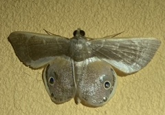 Opisthoxia