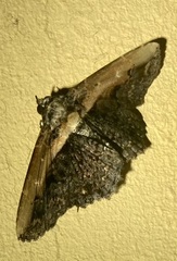 Selenisa lanipes